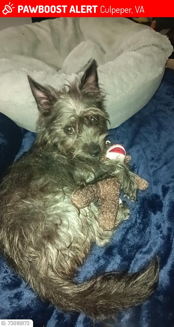 Lost Male Dog last seen Randle lane culpeper va , Culpeper, VA 22701