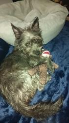 Lost Male Dog last seen Randle lane culpeper va , Culpeper, VA 22701