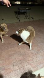 Reunited Female Dog last seen Empressa Cir, Lake Elsinore, Lake Elsinore, CA 92530