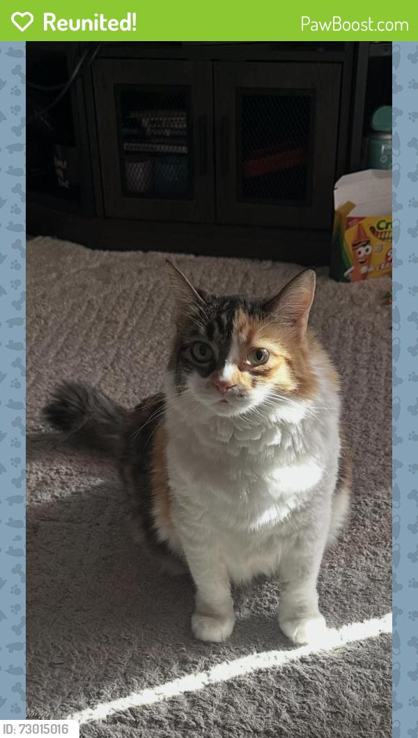 Reunited Female Cat last seen 112th st E and Waller Rd E, Clover Creek, WA 98445