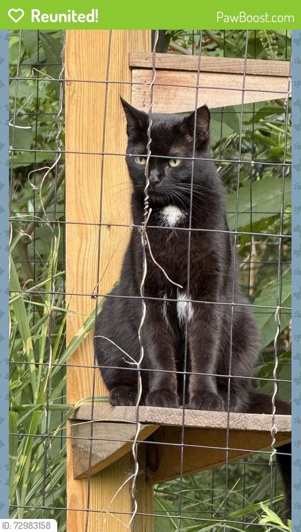 Reunited Unknown Cat last seen Forest Circle and Hillcrest Road, Richmond, VA 23225