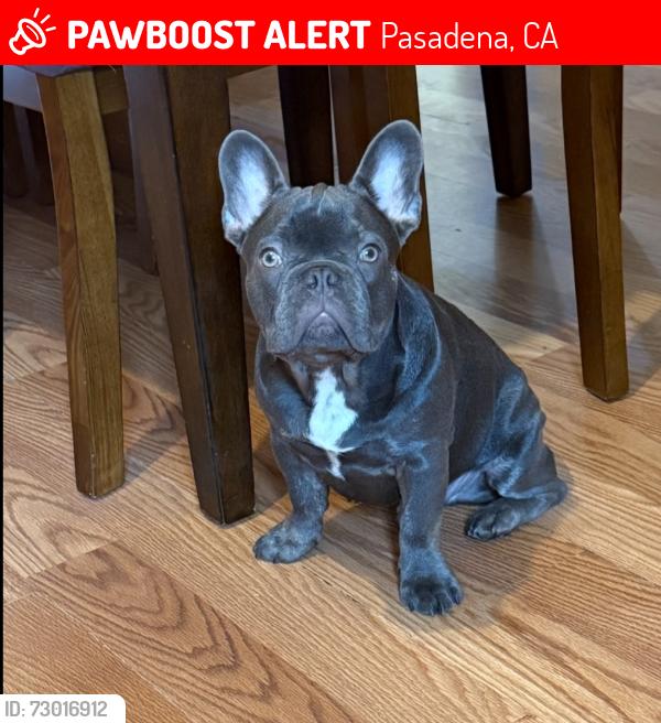 Lost Male Dog last seen Wilson & Orange Grove Blvd , Pasadena, CA 91104