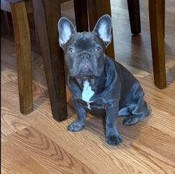 Lost Male Dog last seen Wilson & Orange Grove Blvd , Pasadena, CA 91104
