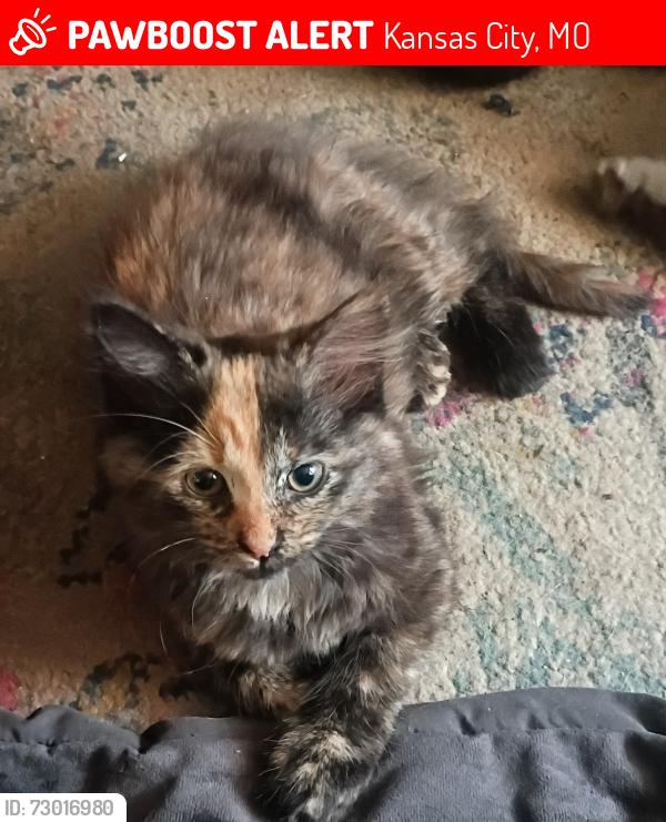 Lost Female Cat last seen 40th and road KCMO, Kansas City, MO 64111