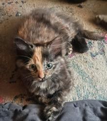 Lost Female Cat last seen 40th and road KCMO, Kansas City, MO 64111