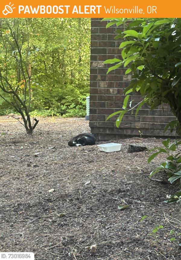 Found/Stray Male Cat last seen l canyon creek apmts, Wilsonville, OR 97070