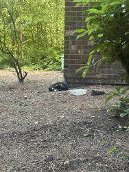 Found/Stray Male Cat last seen l canyon creek apmts, Wilsonville, OR 97070