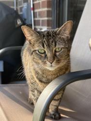 Found/Stray Unknown Cat last seen Milwaukee Ave, Glenview, IL 60025