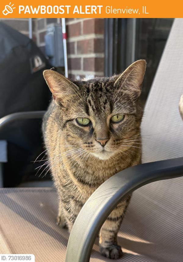 Found/Stray Unknown Cat last seen Milwaukee Ave, Glenview, IL 60025