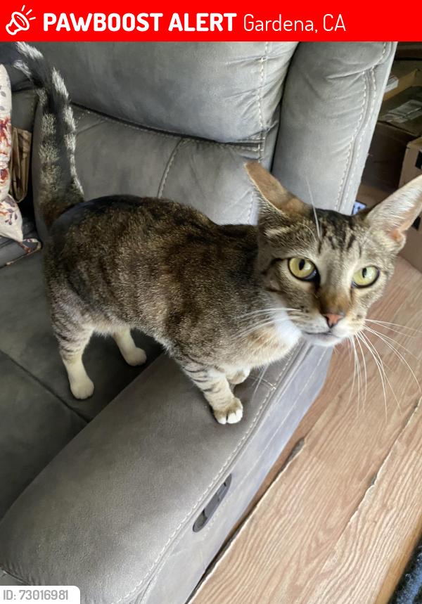 Lost Male Cat last seen 139th Street and Mariposa Av. Gardena, Gardena, CA 90247