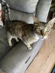 Lost Male Cat last seen 139th Street and Mariposa Av. Gardena, Gardena, CA 90247
