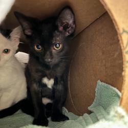 Shelter Stray Female Cat last seen , 54687 Co Rd 19, Bristol, IN 46507, USA