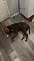 Found/Stray Male Dog last seen Memorial and Highland Park Blvd, Oklahoma City, OK 73102
