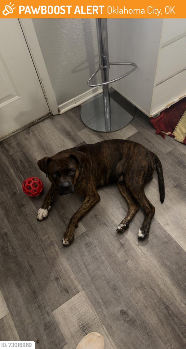 Found/Stray Male Dog last seen Memorial and Highland Park Blvd, Oklahoma City, OK 73102