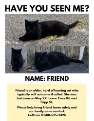 Lost Female Cat last seen Cove Road, Dartmouth, MA 02748