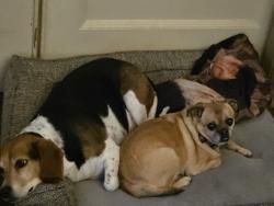 Reunited Female Dog last seen E 53rd street and McKinley Ave, Tacoma, WA 98404