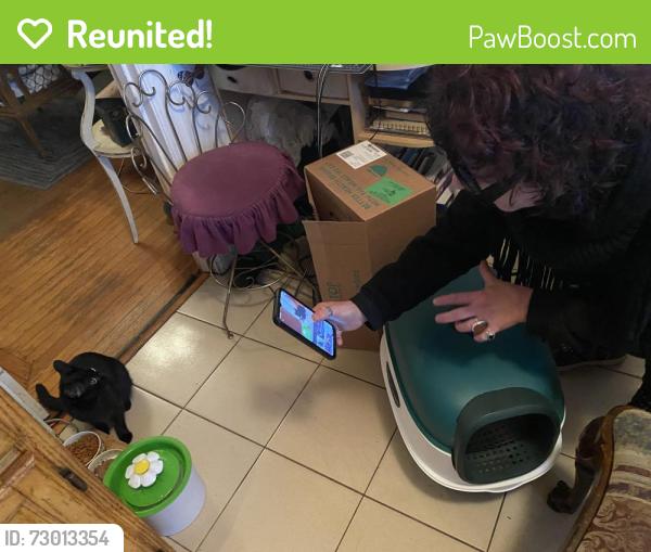 Reunited Female Cat last seen 15th Avenue between Fulton and Cabrillo, San Francisco, CA 94118