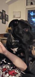 Reunited Male Dog last seen Antire Rd and Little Antire Rd, High Ridge, MO 63049
