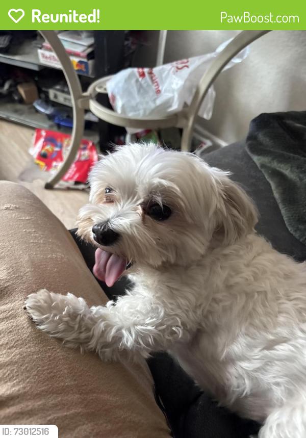 Reunited Female Dog last seen Near Ivy ln Rancho Cucamonga , Rancho Cucamonga, CA 91730