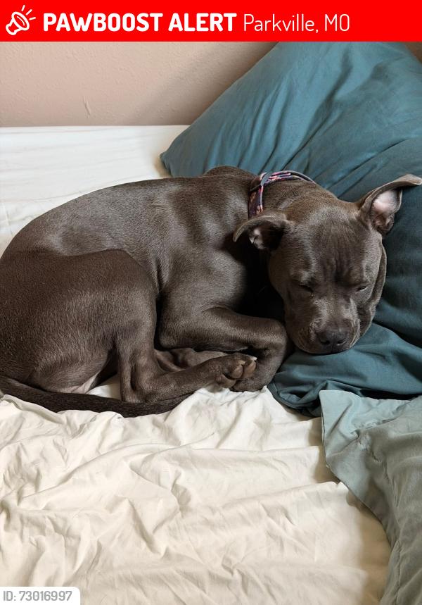 Lost Female Dog last seen Missy is .missing in Platte County on Hwy 45 at NW River Rd near Waldron near a bad curve, Parkville, MO 64152