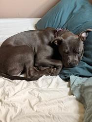 Lost Female Dog last seen Missy is .missing in Platte County on Hwy 45 at NW River Rd near Waldron near a bad curve, Parkville, MO 64152
