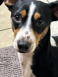 Lost Male Dog last seen bermuda dr. in killeen, texas, Killeen, TX 76549