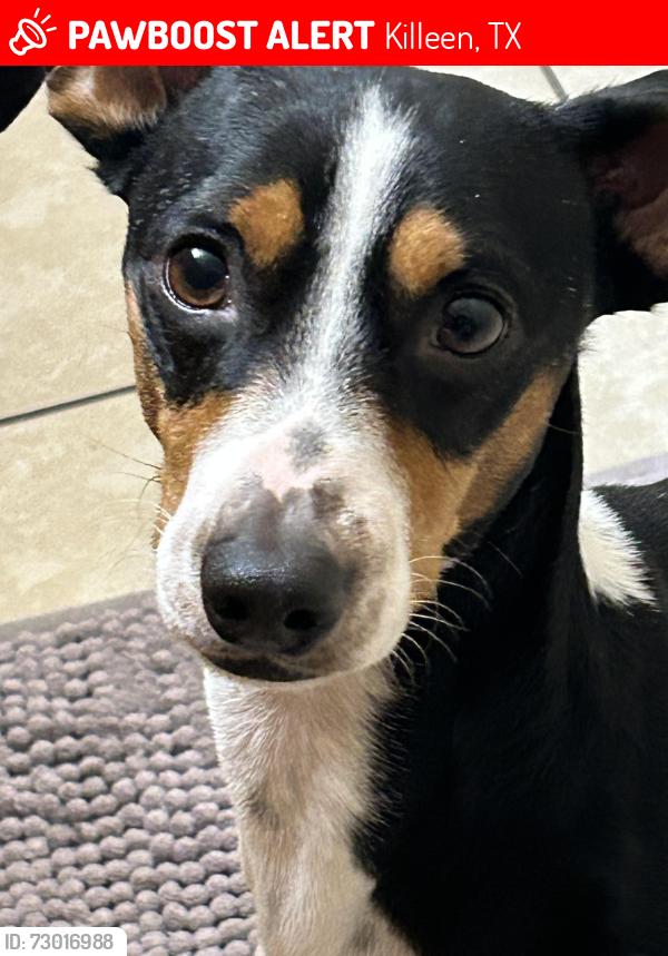 Lost Male Dog last seen bermuda dr. in killeen, texas, Killeen, TX 76549