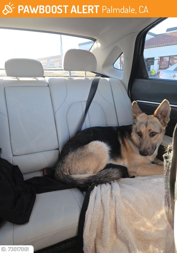 Found/Stray Unknown Dog last seen Palmdale Blvd and 20th St E, Palmdale, CA 93550