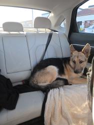 Found/Stray Unknown Dog last seen Palmdale Blvd and 20th St E, Palmdale, CA 93550