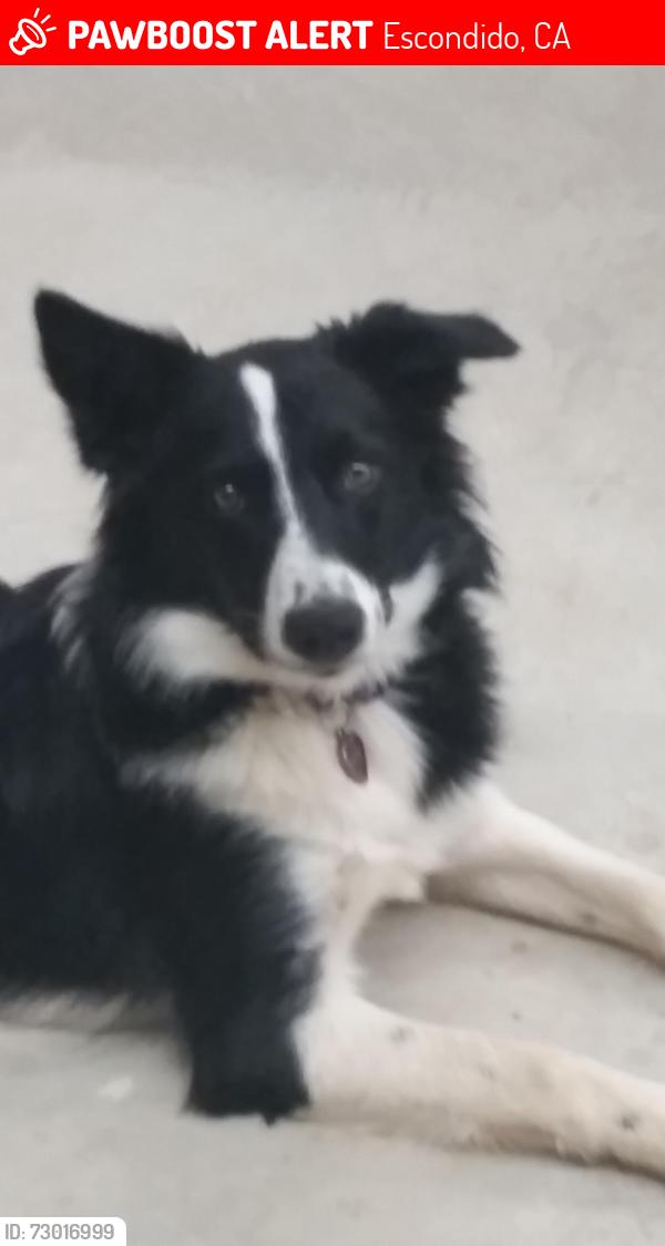 Lost Female Dog last seen Sourh Citrus Avenue and Idaho Drive, Escondido, CA 92027