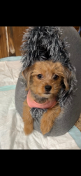 Lost Female Dog last seen Near N Columbus Ave, Peoria, IL, Peoria, IL 61614