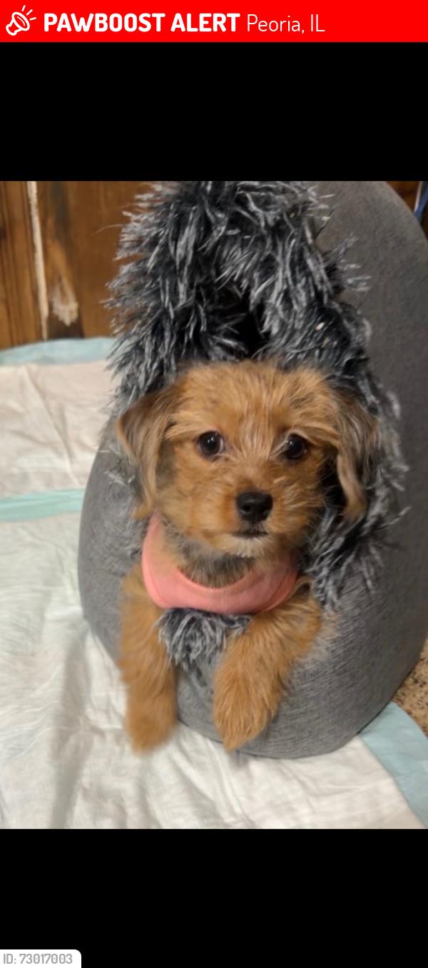 Lost Female Dog last seen Near N Columbus Ave, Peoria, IL, Peoria, IL 61614