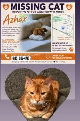 Lost Male Cat last seen Loreta and dara, Camarillo, CA 93010