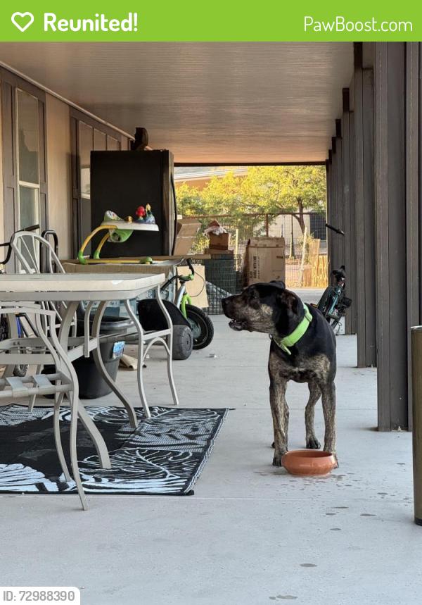 Reunited Male Dog last seen Mckellips and San Marcos , Pinal County, AZ 85120