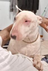 Lost Male Dog last seen Near sw 202 avenue, Homestead, FL 33030