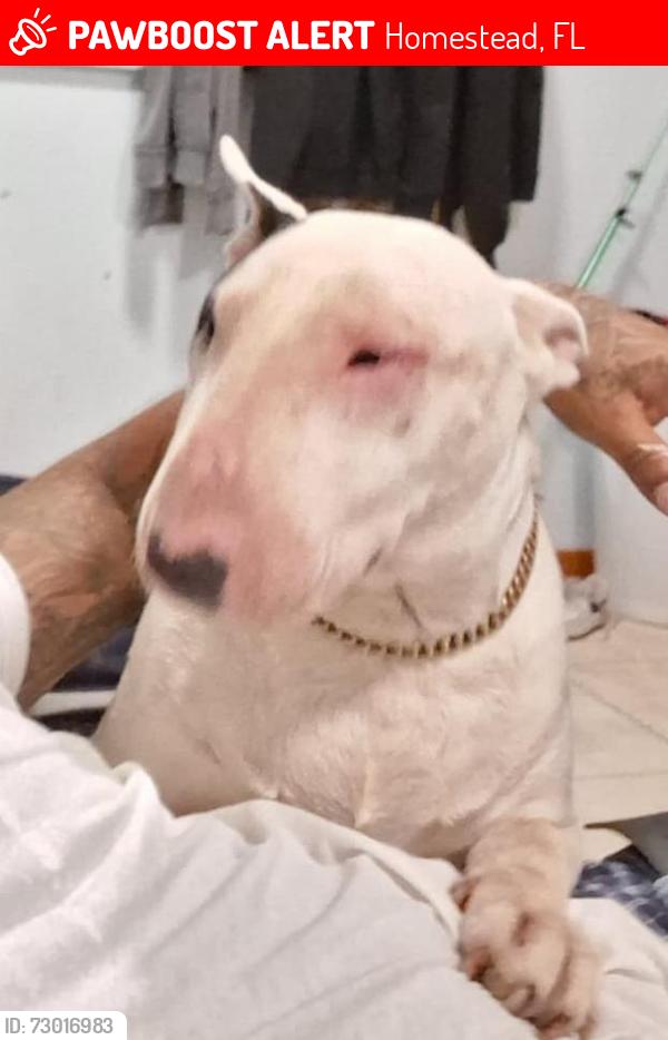 Lost Male Dog last seen Near sw 202 avenue, Homestead, FL 33030