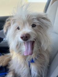 Found/Stray Male Dog last seen Lone mountain rd and Simmons rd, North Las Vegas, NV 89031