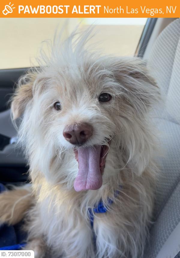 Found/Stray Male Dog last seen Lone mountain rd and Simmons rd, North Las Vegas, NV 89031