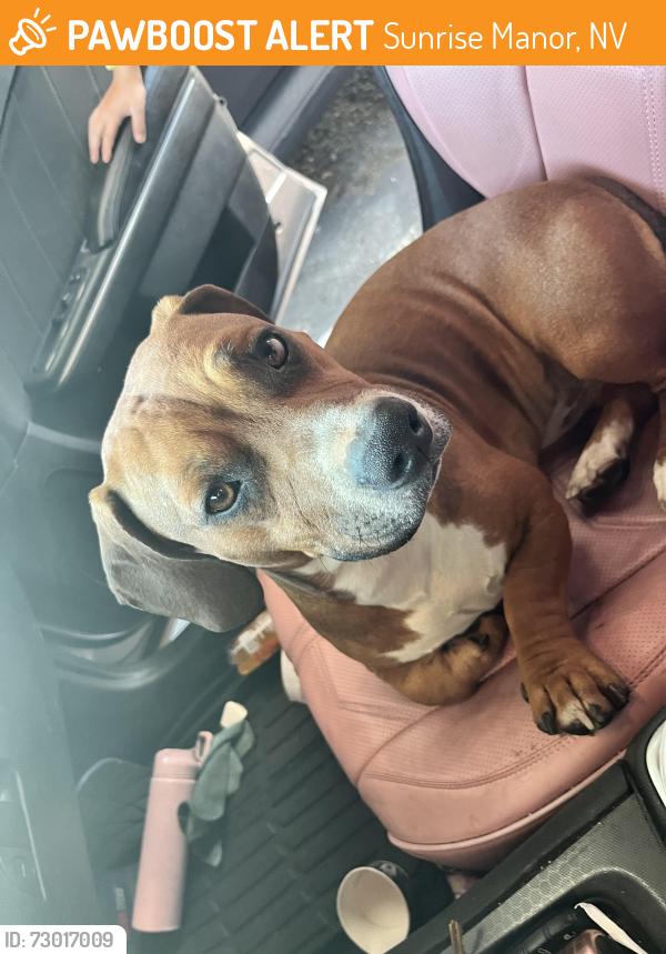 Found/Stray Male Dog last seen Charleston towards Christie Lane , Sunrise Manor, NV 89142