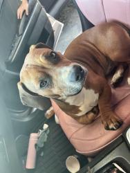 Found/Stray Male Dog last seen Charleston towards Christie Lane , Sunrise Manor, NV 89142