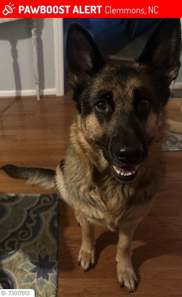 Lost Female Dog last seen Greenbrook drive Lewisville clemmons rd, Clemmons, NC 27012