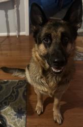 Lost Female Dog last seen Greenbrook drive Lewisville clemmons rd, Clemmons, NC 27012