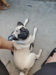 Reunited Male Dog last seen Paradise hills rec center , San Diego, CA 92139