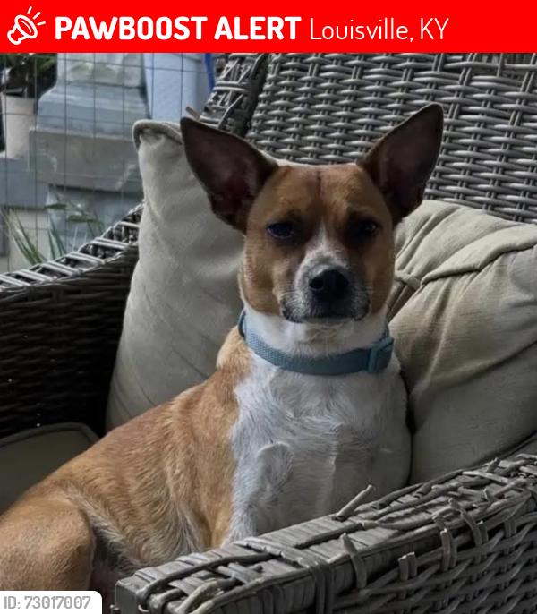 Lost Female Dog last seen Payne street, spring street bar and grill, Louisville, KY 40206