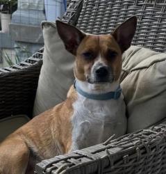 Lost Female Dog last seen Payne street, spring street bar and grill, Louisville, KY 40206