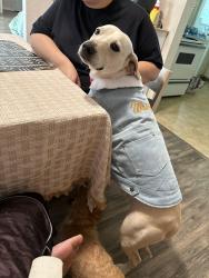 Lost Female Dog last seen W 4th st & Monterey rd, Morgan Hill, CA 95037