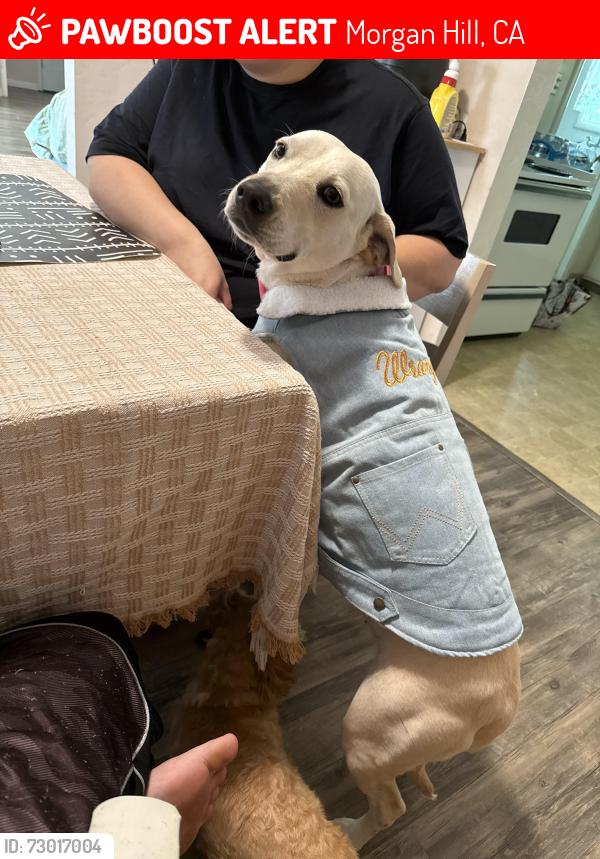 Lost Female Dog last seen W 4th st & Monterey rd, Morgan Hill, CA 95037