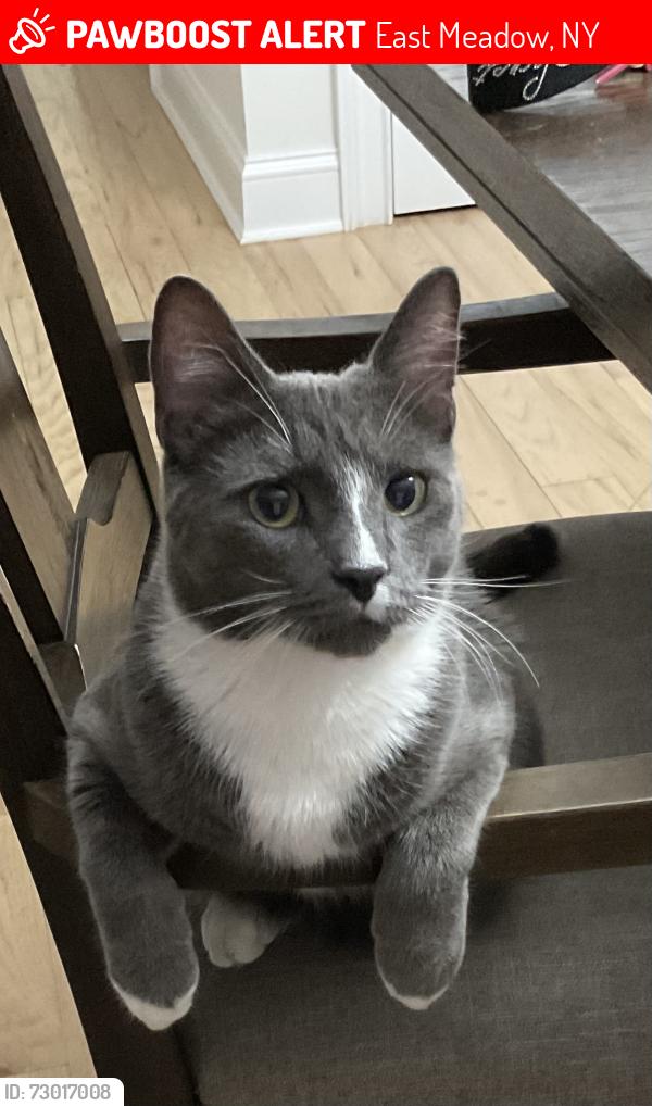 Lost Male Cat last seen Bellmore ave between merrick ave and prospect ave , East Meadow, NY 11554