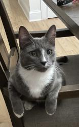 Lost Male Cat last seen Bellmore ave between merrick ave and prospect ave , East Meadow, NY 11554