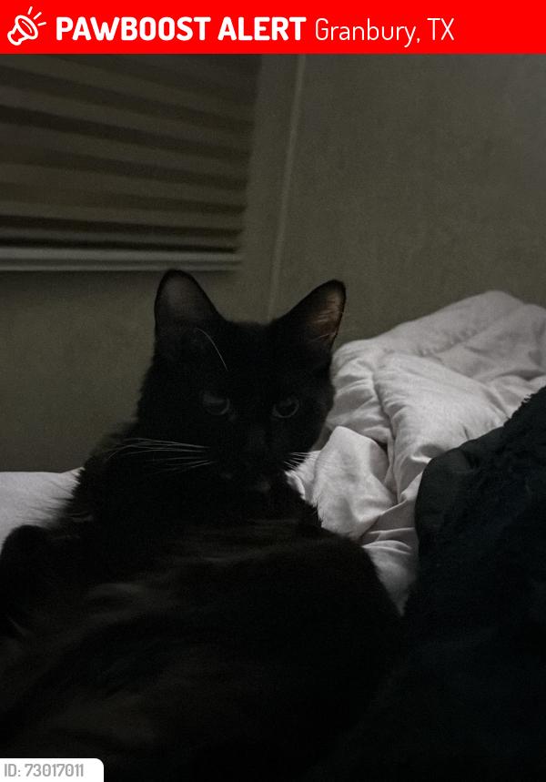 Lost Female Cat last seen Oak meadow , Granbury, TX 76048